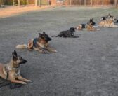 Abteilung Hundesport des PSV hilft Halter:innen und Hunden
