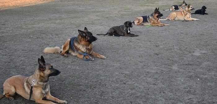 Abteilung Hundesport des PSV hilft Halter:innen und Hunden